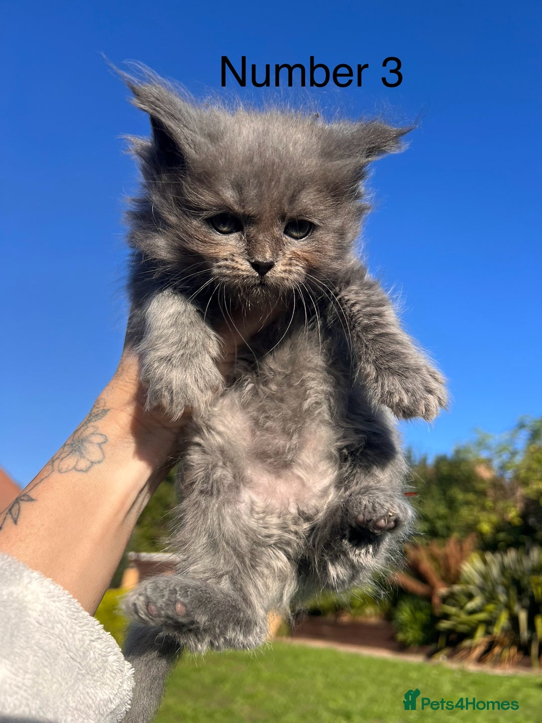 Ragdoll cats for sale: 😍Ragdoll&British Shorthair Mix😍 - Image 13