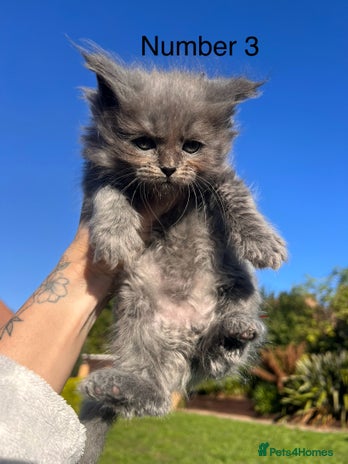 Ragdoll cats - Advert 1