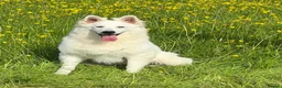 White Swiss Shepherd dogs for sale:  Stunning White Swiss Shepherd Boy  - Advert 3