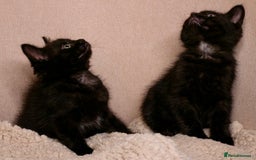 Mixed Breed cats for sale: Gorgeous kittens ready to leave now!  - Image 5