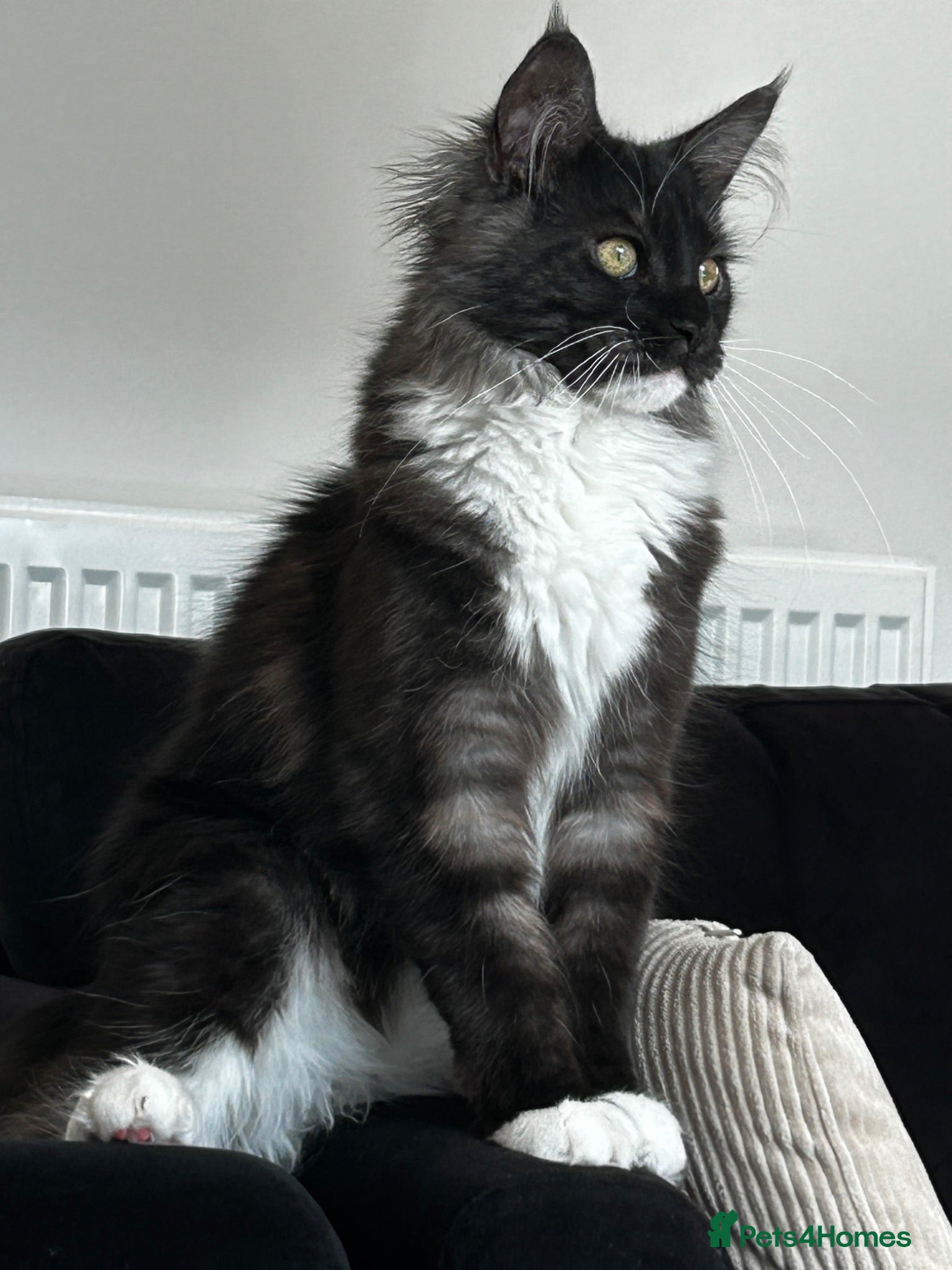 Maine Coon cats Onyx 🖤 - Advert 4