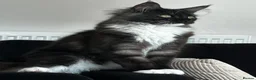 Maine Coon cats for sale: Onyx 🖤 - Advert 1