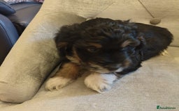 Shihpoo dogs for sale: Shipoos ready to go 1 boy 1 girl  - Image 4