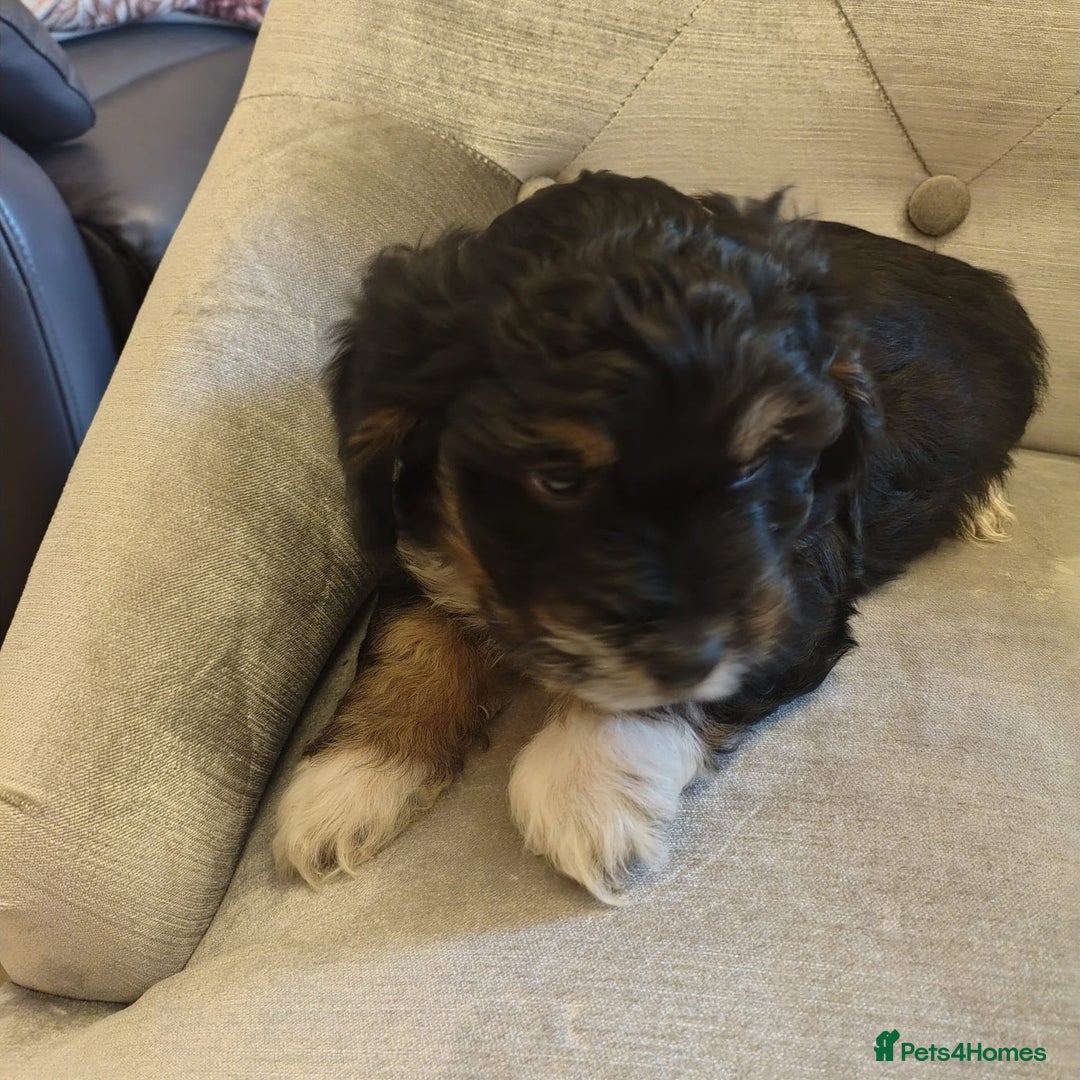 Shihpoo dogs for sale: Shipoos ready to go 1 boy 1 girl  - Image 4