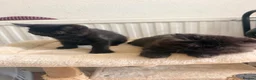 Mixed Breed cats for sale: Mixed breed - Advert 4