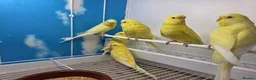Budgerigars birds for sale: Stunning Budgies, various colors & Mutations - Advert 6