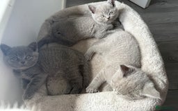 British Shorthair cats for sale: British shorthair kittens  - Image 1
