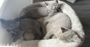 British Shorthair cats - Advert 10