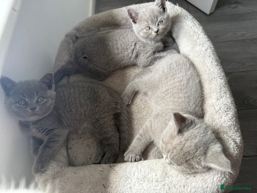 British Shorthair cats for sale: British shorthair kittens  - Image 1