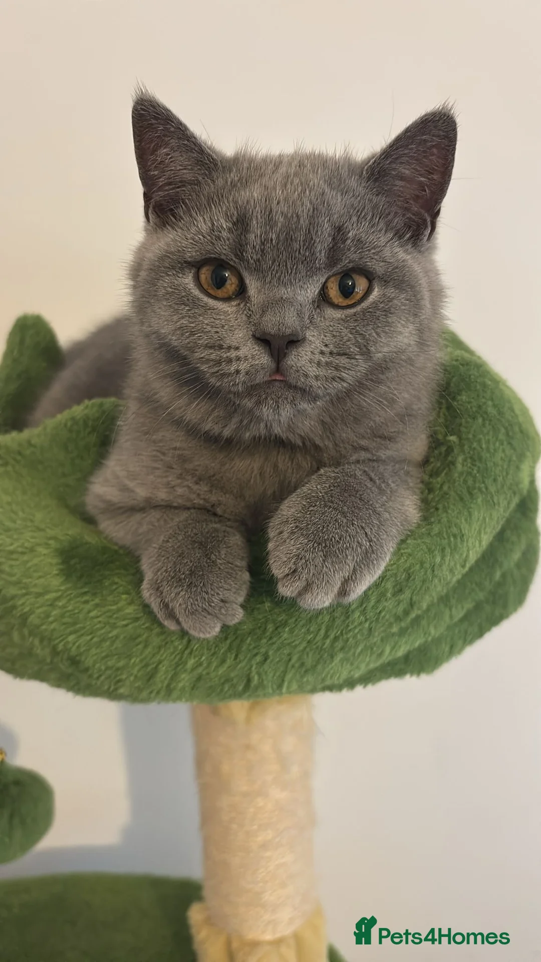 British Shorthair cats for sale: 🧸2 Remaining Chunky British Shorthair Kittens🧸 - Advert 18