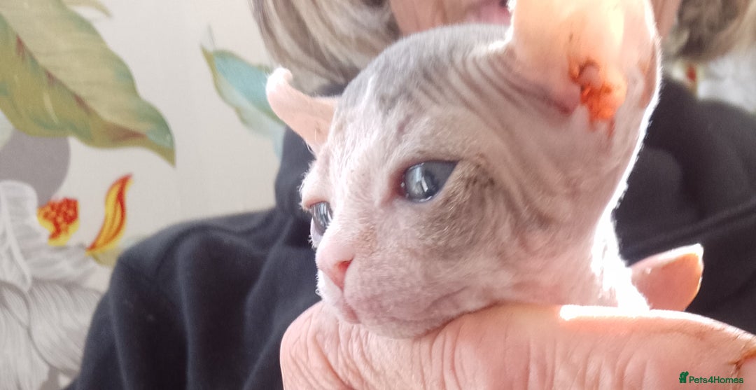 Sphynx cats for sale: Beautiful Sphinx available  - Image 8