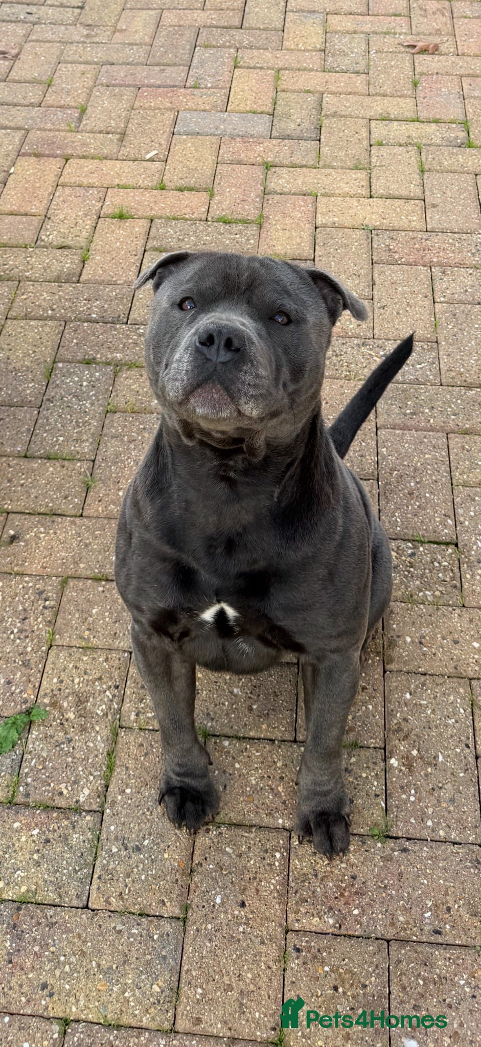 Staffordshire Bull Terrier dogs KC-Quality Blue Staffordshire Bull Terrier Puppies - Advert 2