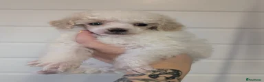Cream parti male
