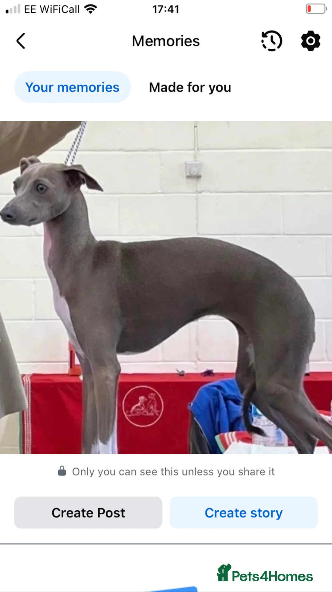 Italian Greyhound dogs for sale: Kennel club registered Italian greyhound puppies - Advert 10