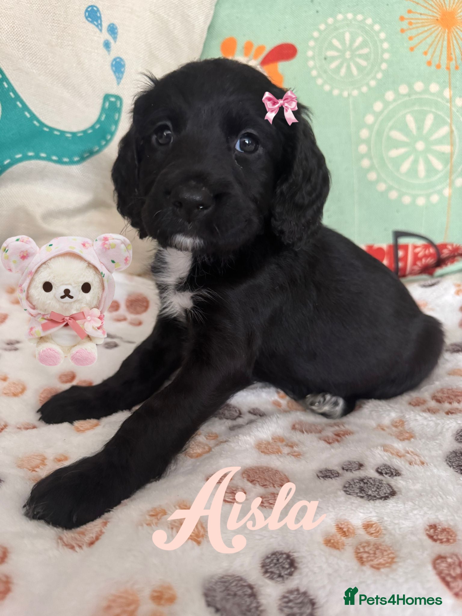 Sproodle dogs 💝💙DNA tested healthy 2 Sproodle Puppies Left  🏡 - Advert 1