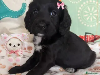 Sproodle dogs 💝💙DNA tested healthy 2 Sproodle Puppies Left 🏡 - Advert 1