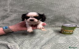Cavalier King Charles Spaniel dogs for sale: Cavalier King Charles pups  - Image 6