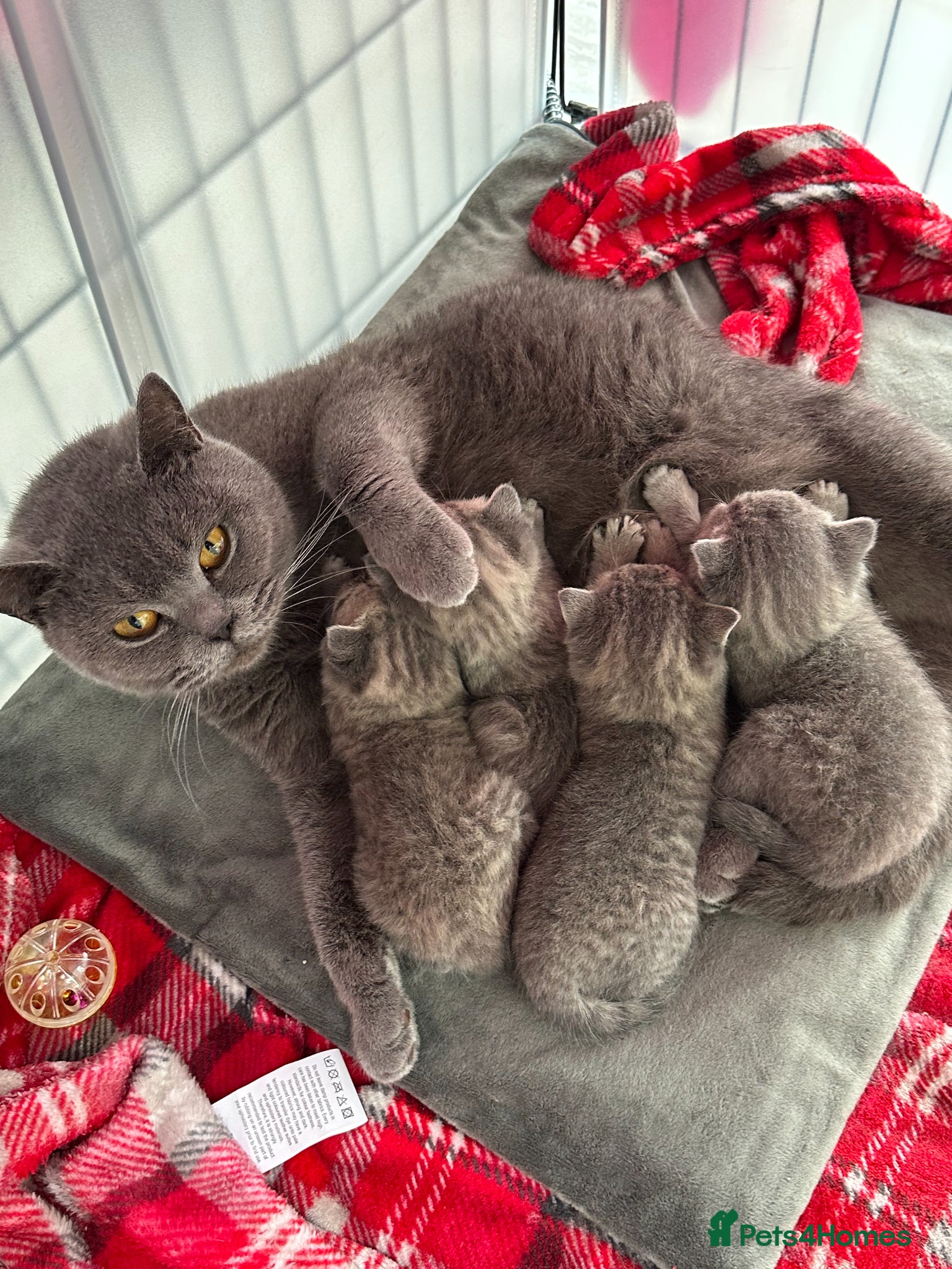 British Shorthair cats Beautiful BSH Grey Stripe Purebread Kittens - Advert 1