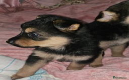 German Shepherd dogs for sale: German shepherd female puppie - Image 3