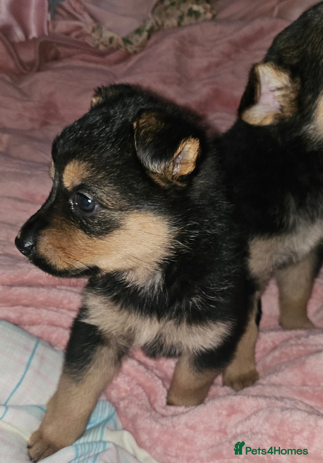 German Shepherd dogs for sale: German shepherd female puppie - Image 3