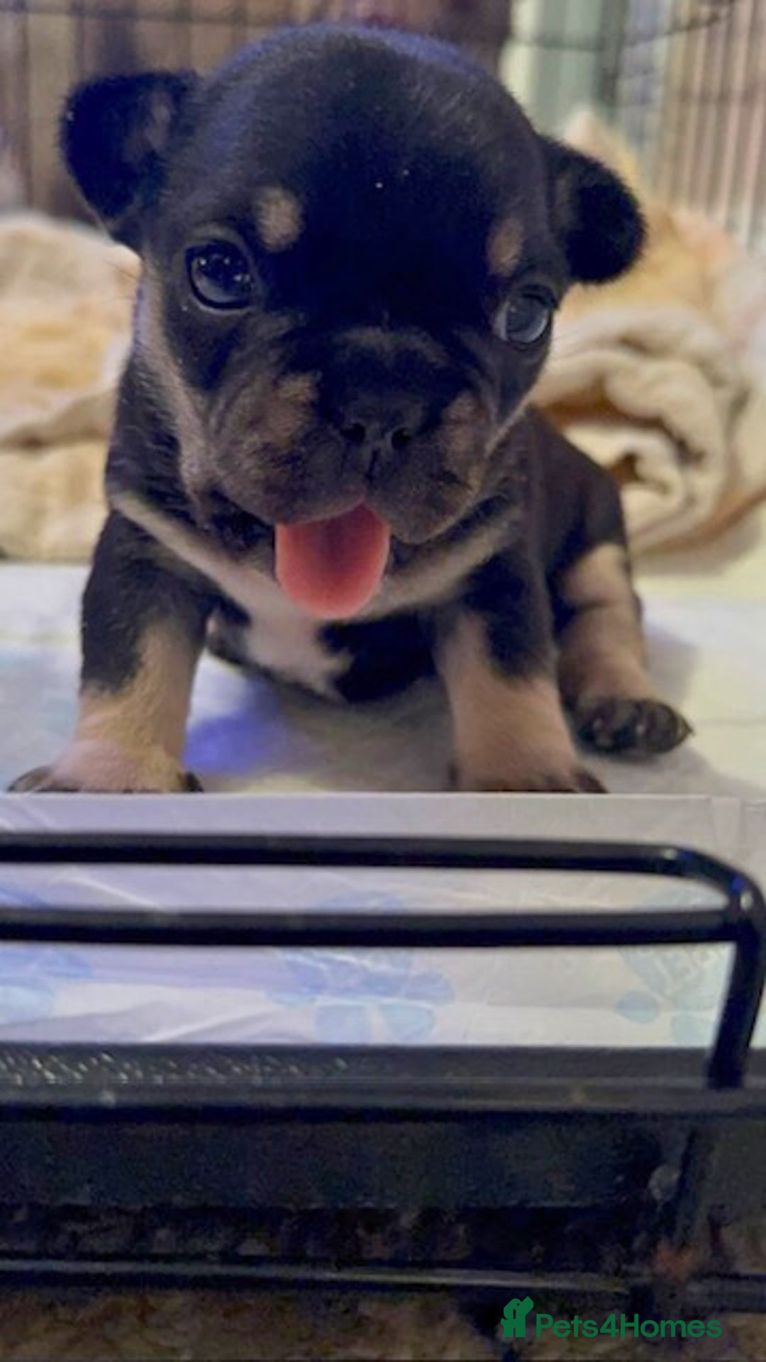 French Bulldog dogs for sale: French Bulldog Puppies – Beautiful and Home-Raised - Image 4