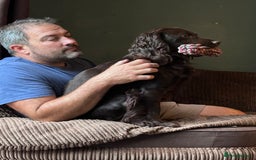 Sprocker dogs for sale: Brown Sproker Puppies Parents KC registered.  - Image 10