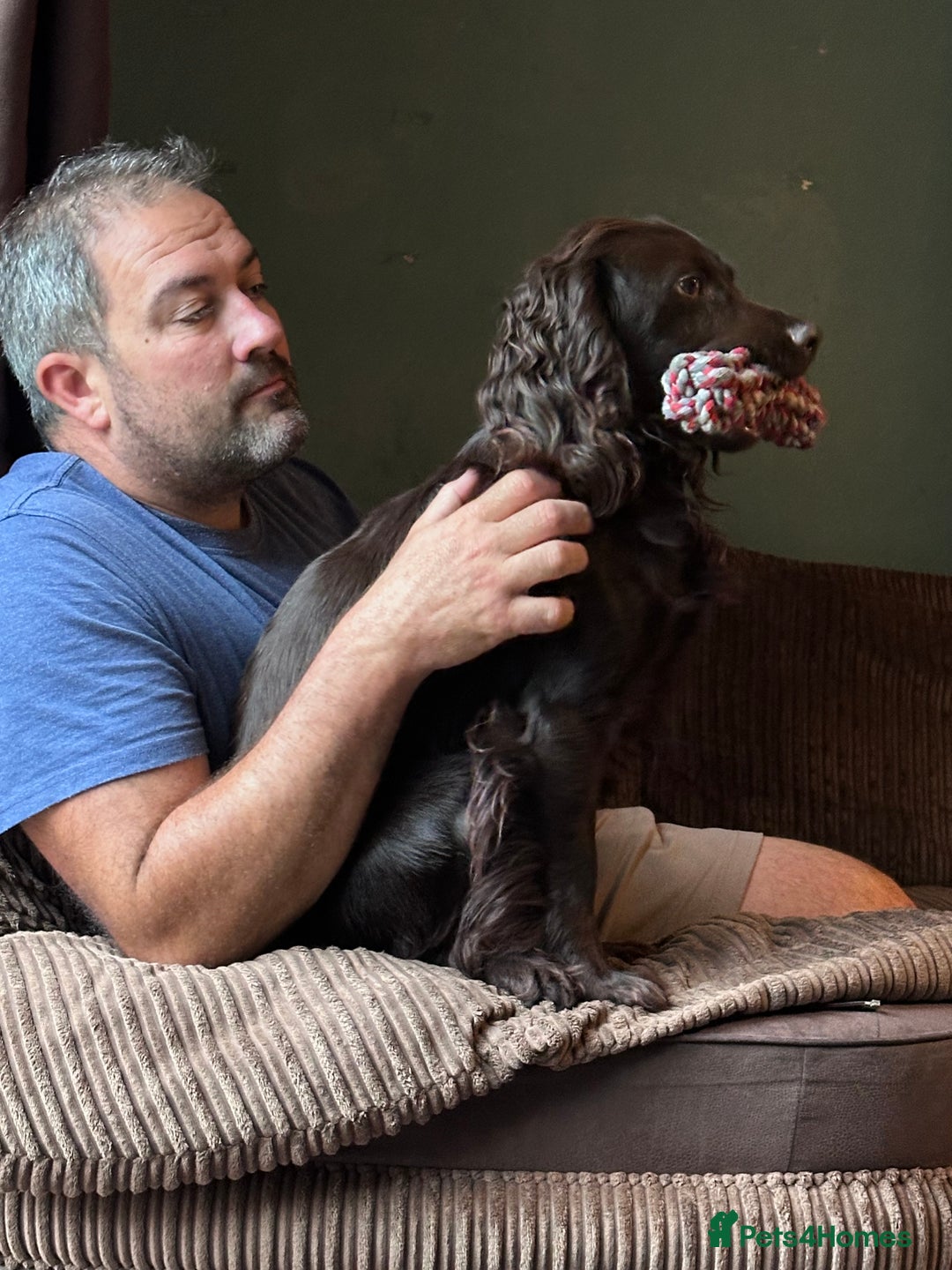 Sprocker dogs for sale: Brown Sproker Puppies Parents KC registered.  - Image 10