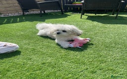 Malshi dogs for sale: Adorable 8 month old Malshi Puppy for Sale - Image 2