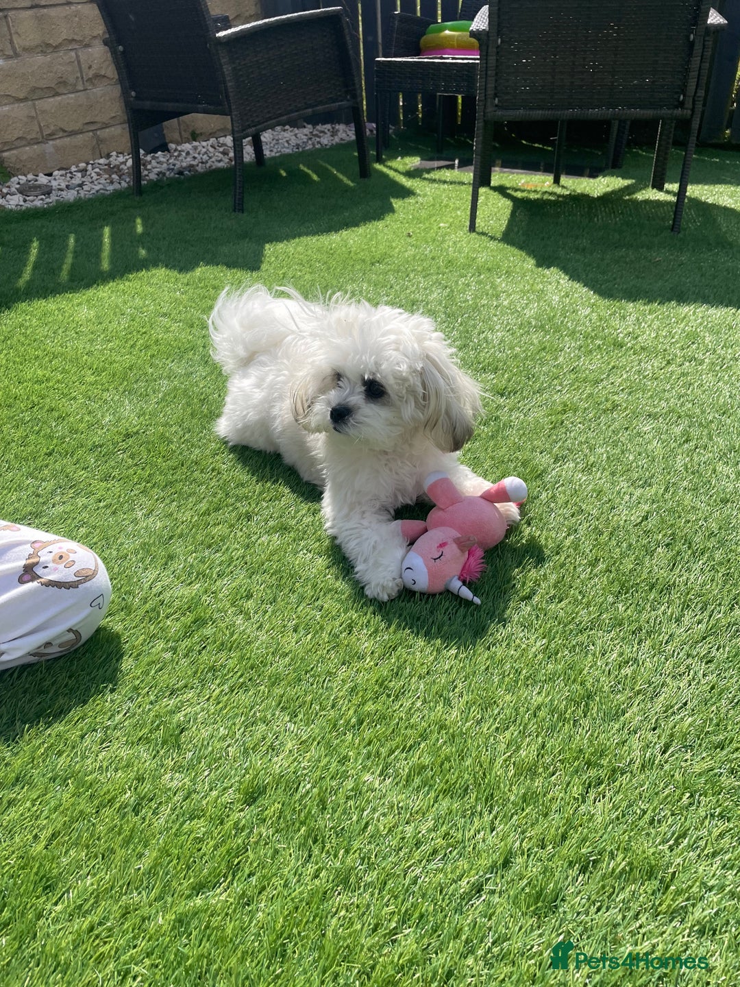 Malshi dogs for sale: Adorable 8 month old Malshi Puppy for Sale - Image 2