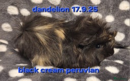 Guinea Pig rodents for sale: Baby male peruvian guinea pigs  - Advert 7