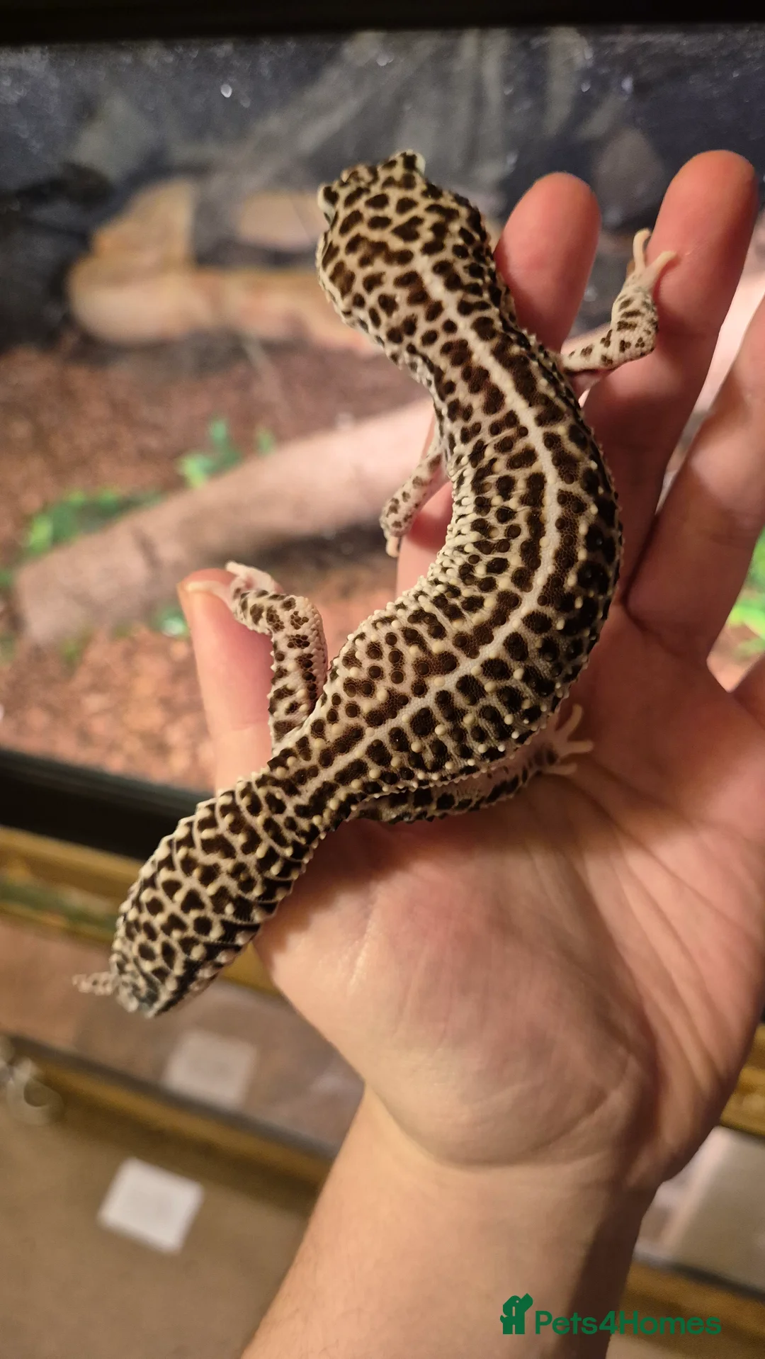 Leopard Gecko reptiles for sale: Breeding pair of super/ mack snow leopard geckos - Advert 2