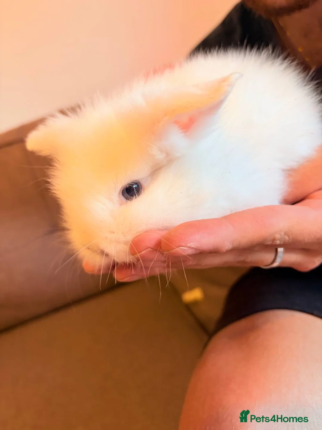 Mini Lion Lop rabbits for sale: Lion head - Advert 2