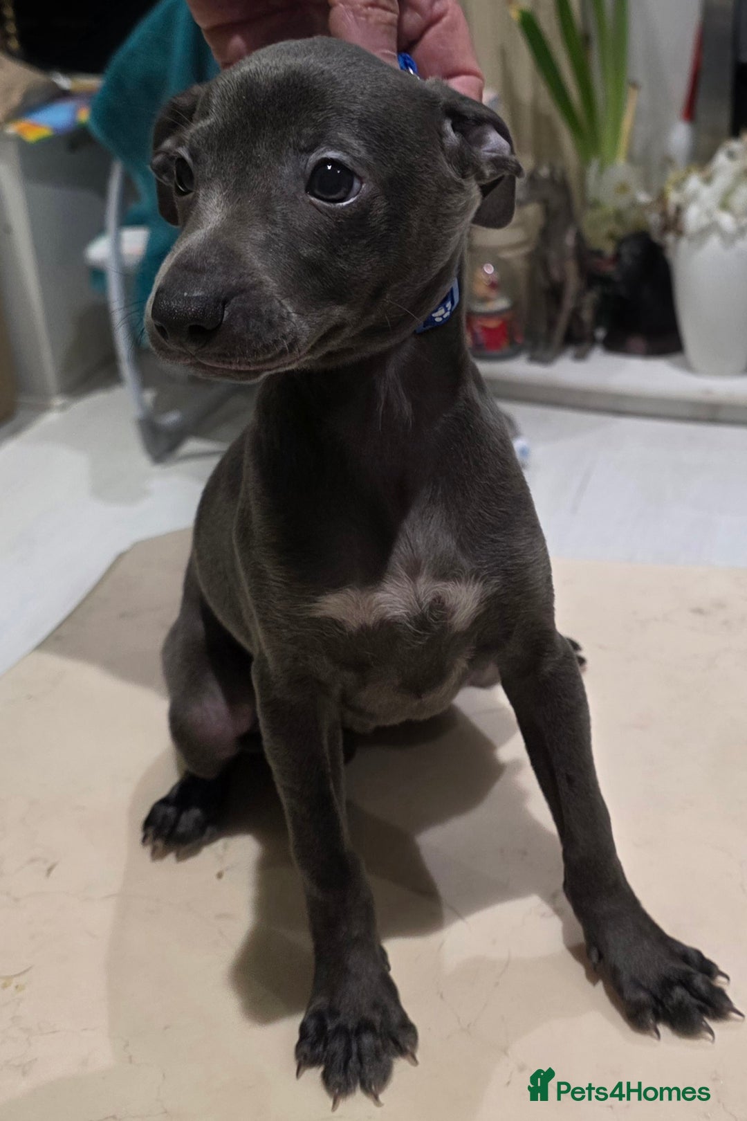 Italian Greyhound dogs for sale: KC reg quality blue boys looking for living homes - Advert 1