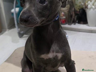 Italian Greyhound dogs KC reg quality blue boys looking for living homes - Advert 1