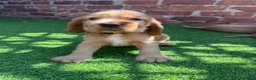 Cocker Spaniel dogs for sale: 🌟🌟🌟Beautiful English Gold Show Cocker Spaniel  - Advert 9