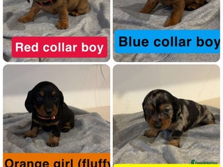 Dachshund dogs for sale - Advert 1