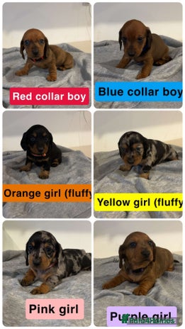 Dachshund dogs - Advert 1