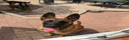 Belgian Shepherd Dog dogs for sale: Dutch herder Female BRN 56036 - Advert 5