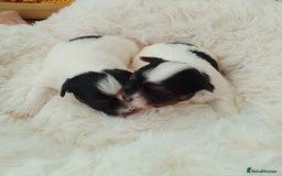 Biewer Terrier dogs for sale: 4 Beautiful BIEWER TERRIERS for Sale - Image 4