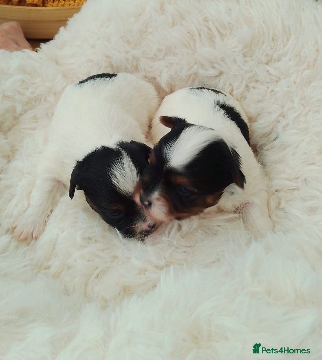 Biewer Terrier dogs for sale: 4 Beautiful BIEWER TERRIERS for Sale - Image 4