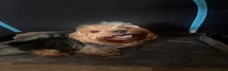 Yorkshire Terrier dogs for sale: Adorable Yorkshire Terrier Puppies 🐶 💖 - Advert 2