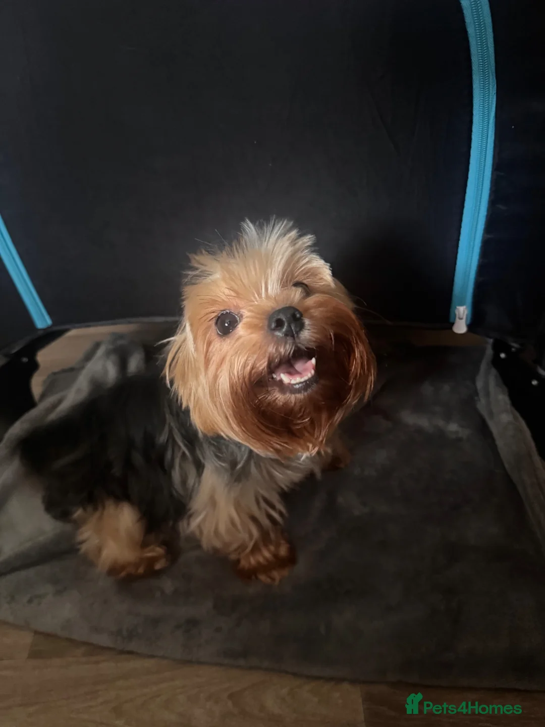 Yorkshire Terrier dogs for sale: Adorable Yorkshire Terrier Puppies 🐶 💖 - Advert 2