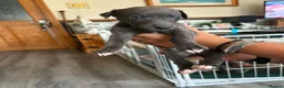 Whippet dogs for sale: Whippet puppies for sale in Grimsby - Advert 6