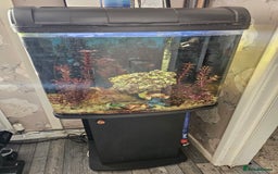 Other/Mixed Breed fish for sale: Marine Tank & fish - Image 1