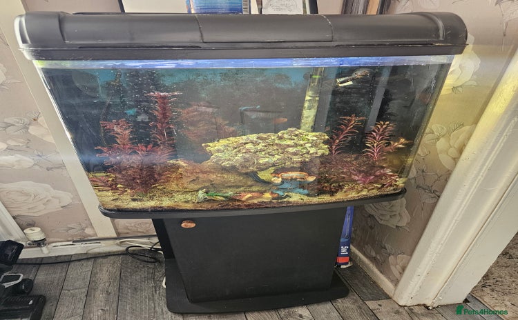 Other/Mixed Breed fish - Advert 1