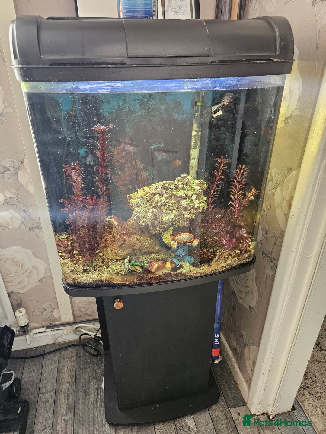 Other/Mixed Breed fish for sale: Marine Tank & fish - Image 1