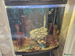 Other/Mixed Breed fish - Advert 34