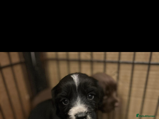 Cocker Spaniel dogs Cocker spaniels in Denbigh - Advert 2