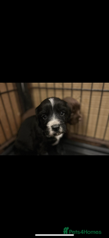 Cocker Spaniel dogs Cocker spaniels in Denbigh - Advert 4