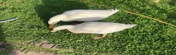 Ducks poultry for sale: Selling bonded ducks adult  pair . Age 10 months . - Advert 1